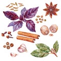 Spice and herbs. Garlic allspice cumin coriander star anise Basil clove spice Bay leaf cinnamon nutmeg. Watercolor.