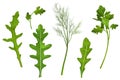 Spice leaves, parsley, dill and arugula vector