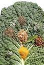 Spice mixture on the cabbage sheet