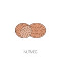 Spice nutmeg icon Royalty Free Stock Photo
