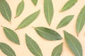 Spice pattern from Fresh Bay laurel Laurus nobilis leaves