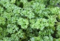 Spice plant: parsley Royalty Free Stock Photo