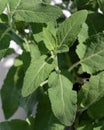 Spice plant sage in herb garden. Closeup of salvia officinalis herb. Fresh seasoning, home gardening, organic, eco food Royalty Free Stock Photo