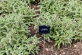 Spice plant: sage, (salvia officinalis), in the vegetable garden. Salvia officinalis, garden sage, common sage Royalty Free Stock Photo