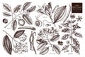 Spice collection. Vintage Hand drawn tonic and spicy ingredients set. Aromatic and kitchen plant.