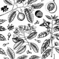 Seamless pattern with hand drawn clove tree, vanilla, anisetree, nutmeg, cinnamon. Vintage leaves, flowers, fruand seeds. Abstract