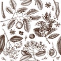 Vector background with tonic and spicy plants. Hand drawn seamless pattern with spices illustrations. Vintage aromatic elements. S Royalty Free Stock Photo
