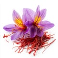 The spice saffron originates from the flowers of the Crocus sativus plant Royalty Free Stock Photo