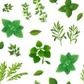 Spice seamless pattern. Food herbs and spices oregano green basil mint spinach coriander parsley dill and thyme. Vector