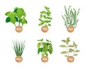 Spice Set, Closeup Plants, Vector Illustration Royalty Free Stock Photo