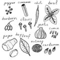 Spice set, vector illustration, black pepper, cinnamon, chili pepper, basil, barberry, clove, garlic, cumin, ginger, bay leaf,