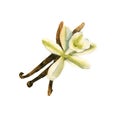Spice vanilla with a flower. isolated. watercolor illustration.