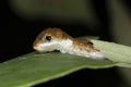 A Spicebush Butterfly larva avoids predation by constructing a leaf shelter to hide in during the day