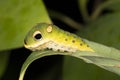 A Spicebush Butterfly larva (Papilio troilus) avoids predation by resembling a snake - Grand Bend, Ontario, Canada Royalty Free Stock Photo