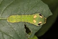 A Spicebush Butterfly larva (Papilio troilus) avoids predation by resembling a snake - Grand Bend, Ontario, Canada Royalty Free Stock Photo