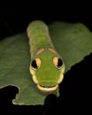 A Spicebush Butterfly larva (Papilio troilus) avoids predation by resembling a snake - Grand Bend, Ontario, Canada