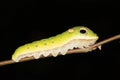 A Spicebush Butterfly larva (Papilio troilus) avoids predation by resembling a snake - Grand Bend, Ontario, Canada