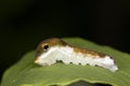 A Spicebush Butterfly larva uses mimicry to avoid predation by resembling a bird dropping Royalty Free Stock Photo