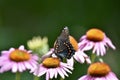 Spicebush Butterfly on Purple Coneflowers