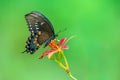 Spicebush Butterfly on Red Blackberry Lily