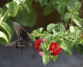 Spicebush Butterfly and Red Lantana Blossoms Royalty Free Stock Photo