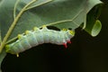 Spicebush Silkmoth - Callosamia promethea