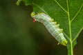 Spicebush Silkmoth - Callosamia promethea