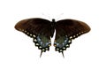 Spicebush Swallowtail Royalty Free Stock Photo