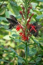 Spicebush Swallowtail Butterflies and Cardinal Wildflowers