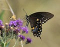 Spicebush swallowtail butterfly