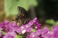 Spicebush swallowtail butterfly