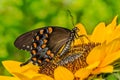 Spicebush Swallowtail Butterfly