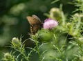 Spicebush Swallowtail Butterfly Feeding on a Bull Thistle Royalty Free Stock Photo