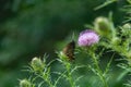 Spicebush Swallowtail Butterfly Feeding on a Bull Thistle Royalty Free Stock Photo