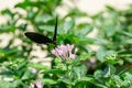 Spicebush Swallowtail Butterfly Royalty Free Stock Photo