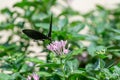 Spicebush Swallowtail Butterfly feeding on pink flowers Royalty Free Stock Photo