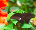 Spicebush Swallowtail butterfly, green leaves and red flowers Royalty Free Stock Photo