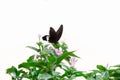 Spicebush Swallowtail Butterfly isolated against white background Royalty Free Stock Photo