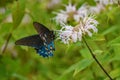 Wild Bergamot and Spicebush Swallowtail Butterfly