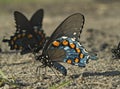 Spicebush Swallowtail Butterfly