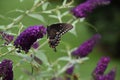 Spicebush Swallowtail butterfly feeding on Butterfly Bush Royalty Free Stock Photo