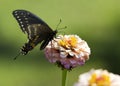 Spicebush Butterfly and pink Zinnia Blossom Royalty Free Stock Photo