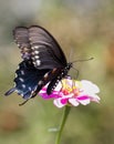 Spicebush Swallowtail Butterfly and pink Zinnia Blossom Royalty Free Stock Photo