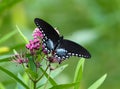 Spicebush Swallowtail Butterfly, Papilio troilus