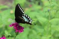 Spicebush swallowtail butterfly Royalty Free Stock Photo