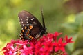 Spicebush swallowtail butterfly, Pterourus troilus Royalty Free Stock Photo