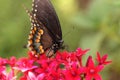 Spicebush swallowtail butterfly, Pterourus troilus Royalty Free Stock Photo