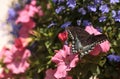 Spicebush swallowtail butterfly, Pterourus troilus Royalty Free Stock Photo
