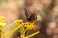 Spicebush swallowtail butterfly, Pterourus troilus Royalty Free Stock Photo