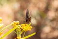 Spicebush swallowtail butterfly, Pterourus troilus Royalty Free Stock Photo